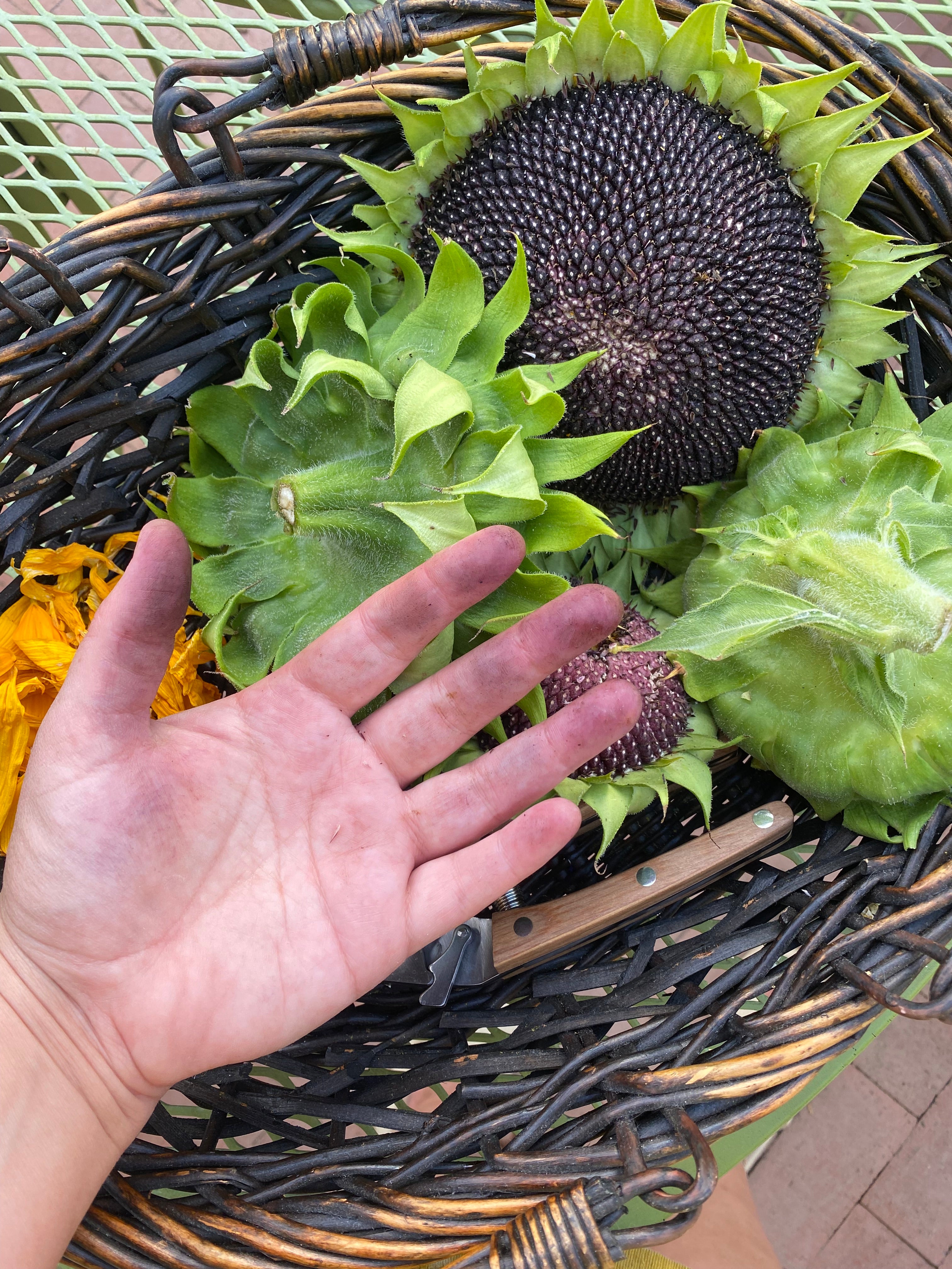 Sunflower heads and a hand with purple dye from the seeds on them, on a woven basket