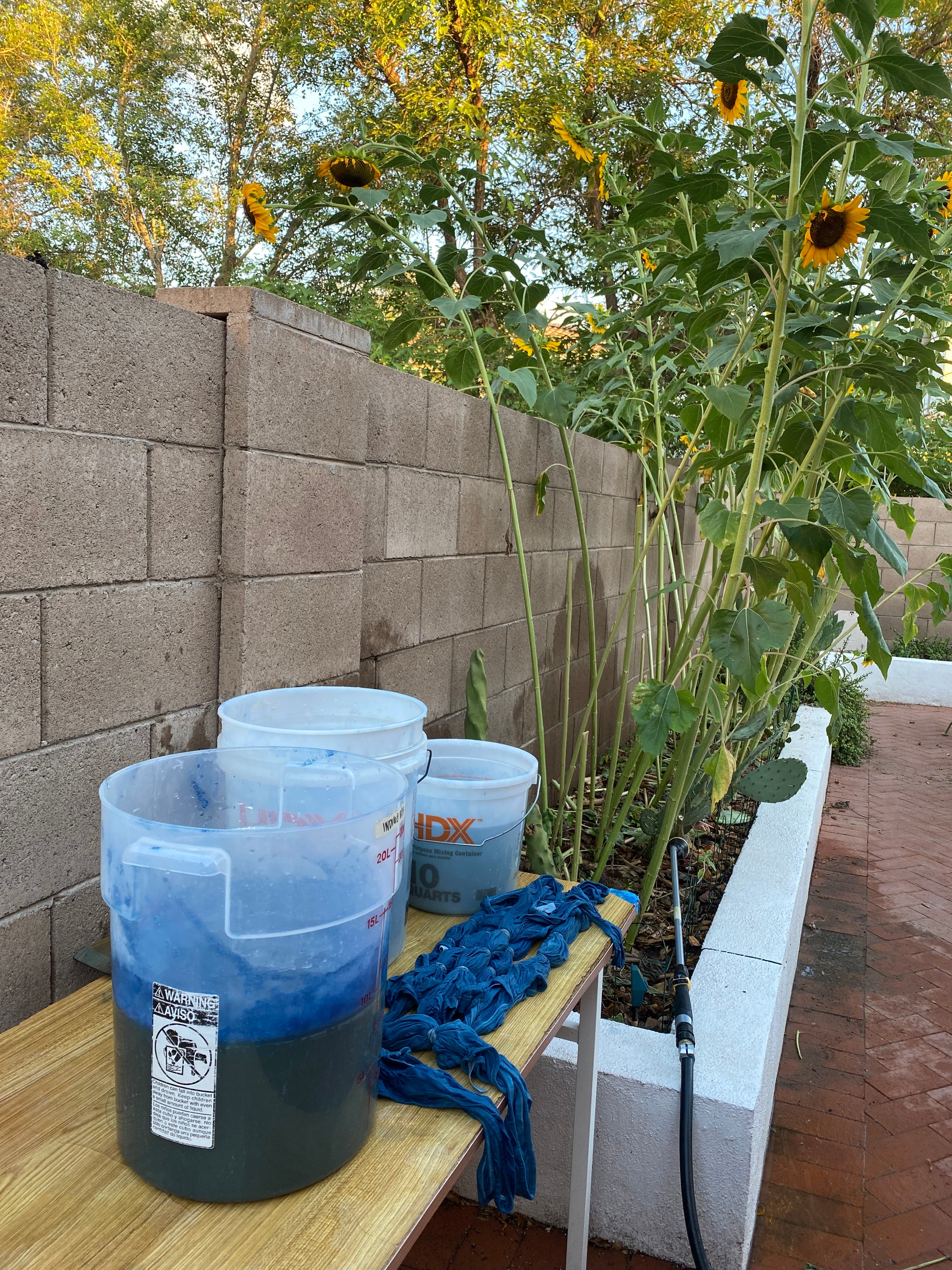Picture of the indigo dye process: blue water in a bucket with bundled tank tops lying on a table outside.