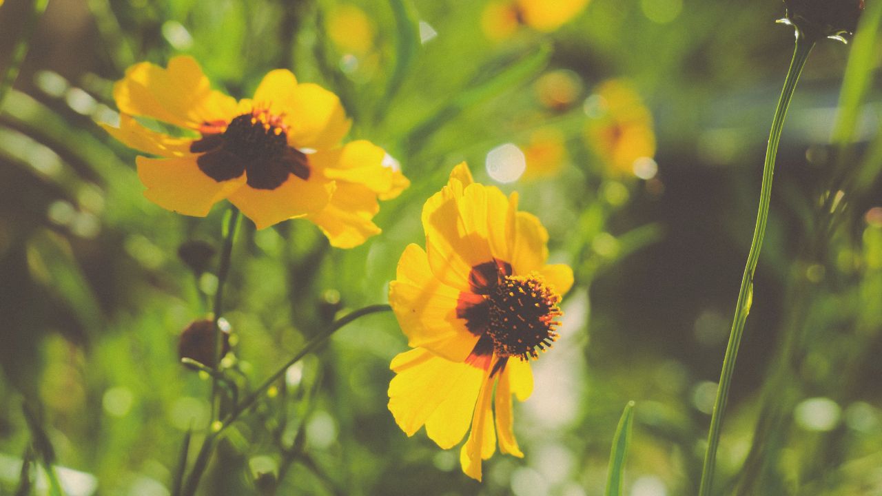 Yellow flowers with black centers in a natural setting