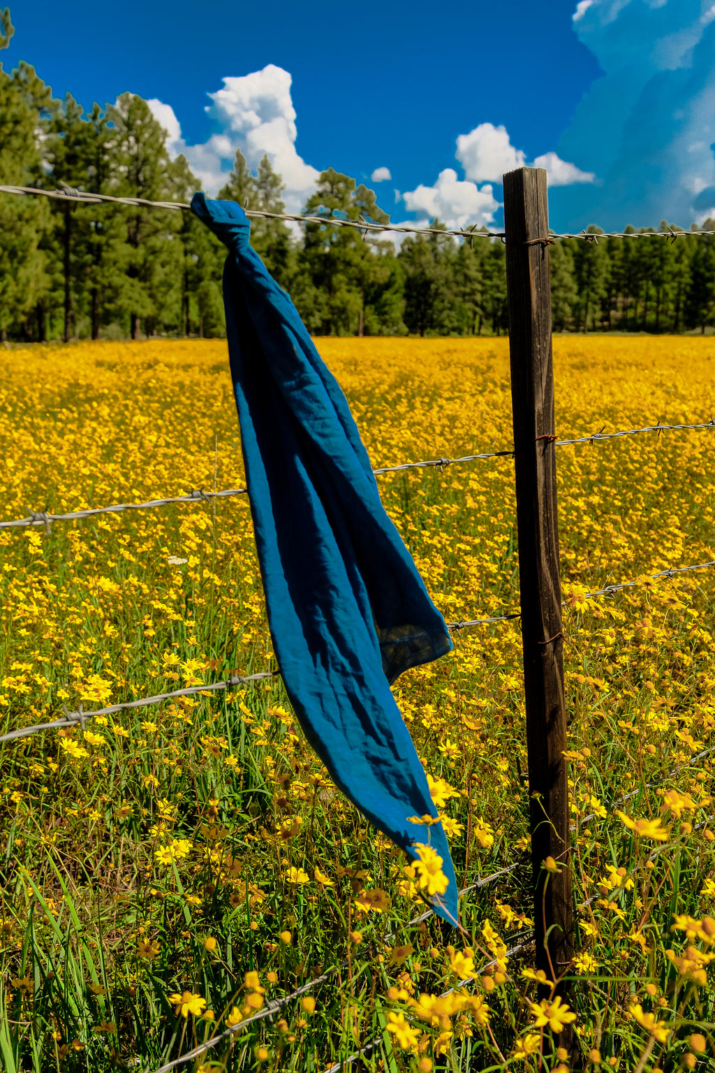 Organic Cotton Bandanas