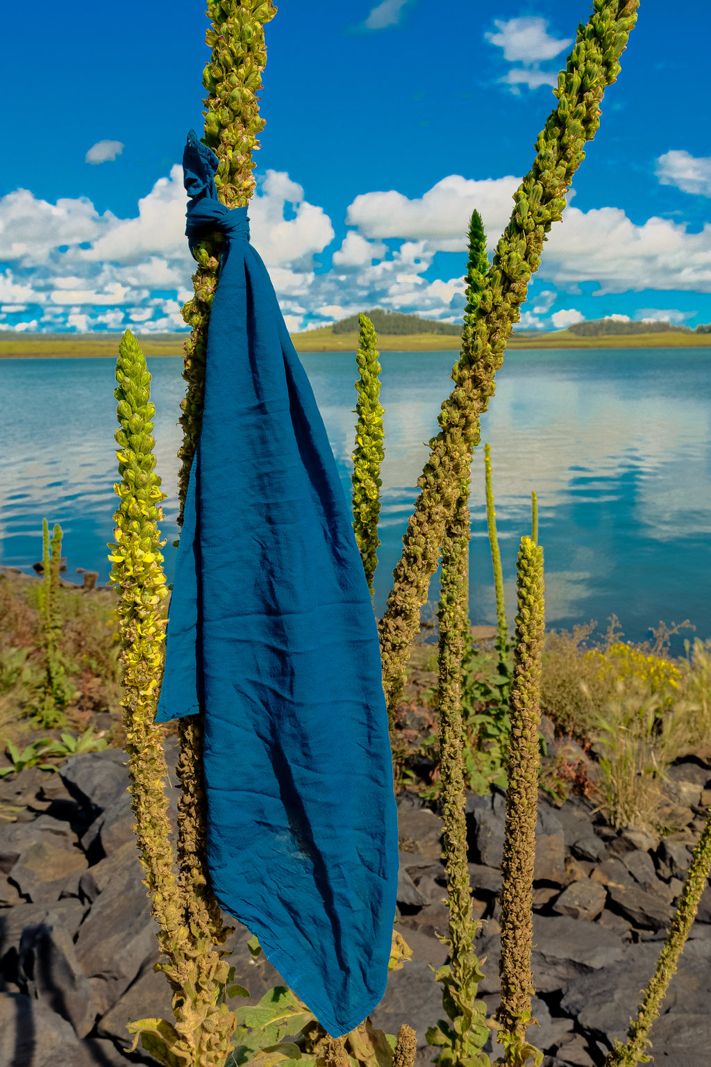 Organic Cotton Bandanas